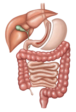 Loop Duodenal Switch